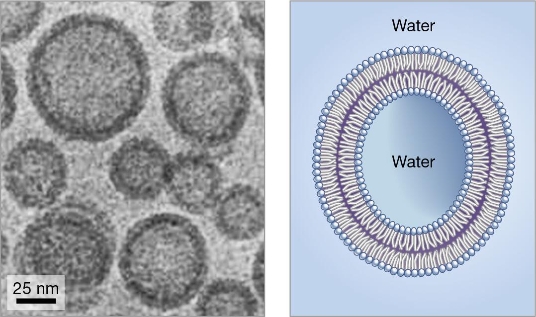 Liposomes are Artificial Membrane-Bound Vesicles