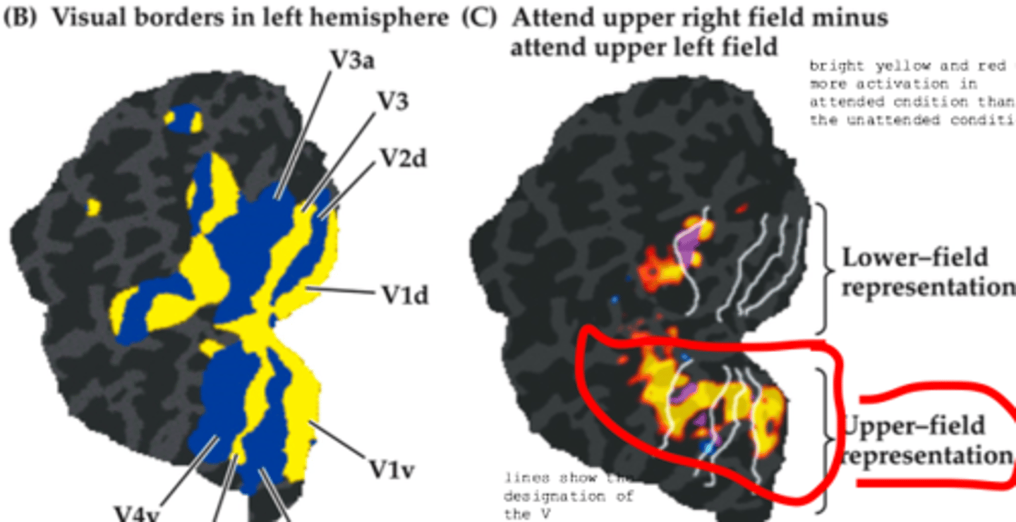 <p>increased activation due to attention occurs in all the visual areas. This means that attention has wide spread affects throughout the visual pathway and increases the firing of neurons</p>