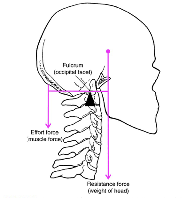 <ul><li><p>EFR</p></li><li><p>fulcrum in middle</p></li><li><p>ex.: head moving backwards</p><ul><li><p>Effort force: back of head muscles</p><ul><li><p>arm: perp. to spine (b/c force is down)</p></li><li><p>if you relax these muscles, head will rotate forward (wherre resistance force pulls it)</p></li></ul></li><li><p>Fulcrum: atlantooccipital joint</p></li><li><p>Resistance force: weight of head</p><ul><li><p>arm: perp. to spin (b/c force is down)</p></li></ul></li></ul></li></ul>