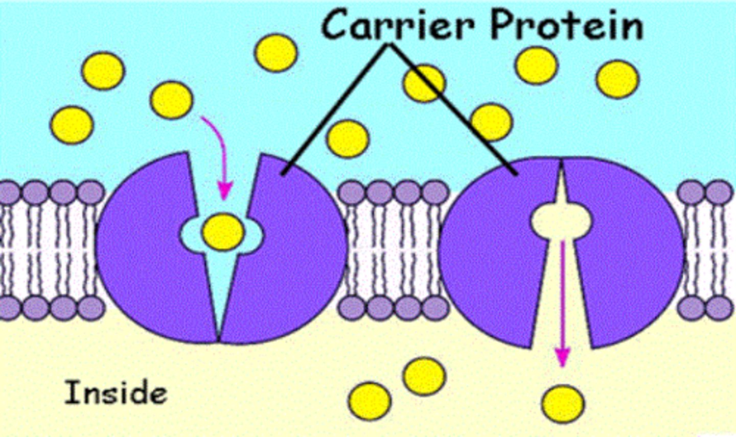 <p>A Long chain of amino acids (Polypeptide ) In a 3D shape which determines its functions. It is Made in a living cell , determine what the cell looks like and how it functions , determine characteristics of organism.</p>