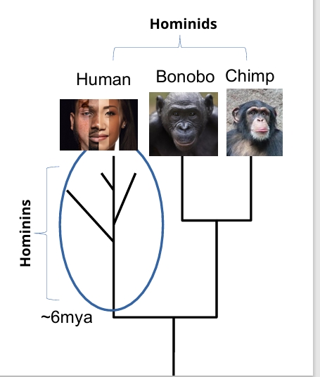 <p>human lineage, bonobos, chimps</p>