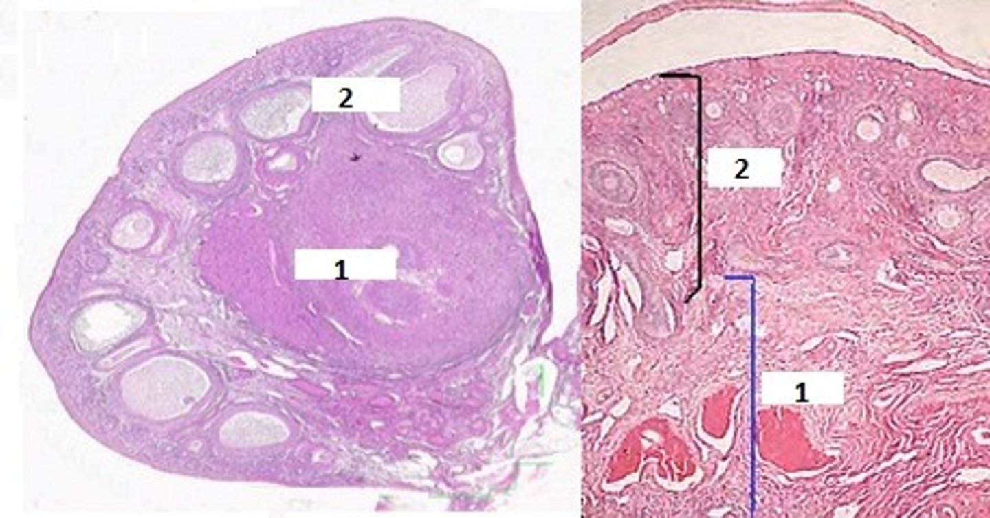 <p>Identify the organ, &amp; what is indicated by #1 &amp; 2.</p>
