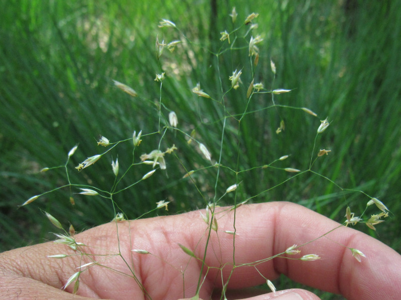 <p>Bochtige smele, Avenella flexuosa</p>