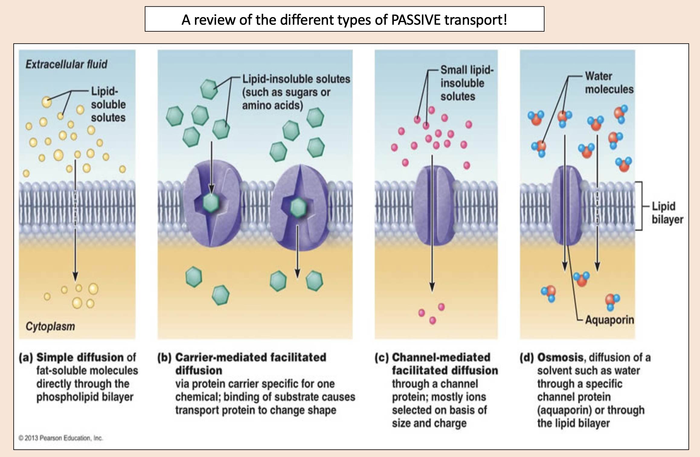 <p>Fat-soluble molecules directly through the phospholipid bilayer. </p>