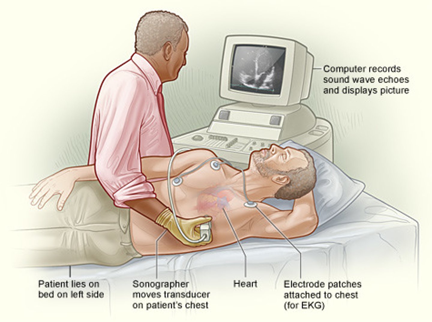 <p>measures heart conduction</p>