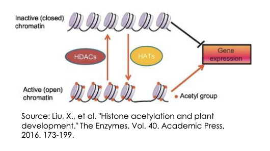 <p>Modifying the tightness of the interaction</p><p>between DNA and histones, making DNA</p><p>more or less accessible to transcription</p><p>factors</p>