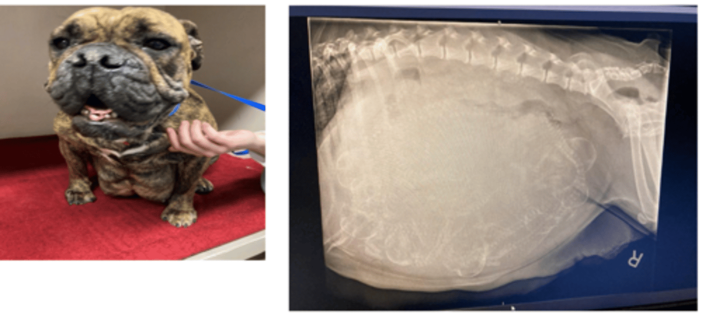 <p>what is the most common cause of dystocia</p>