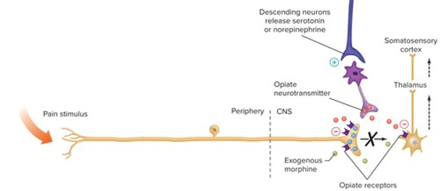 <p>Substance P activates ascending pathways that transmit nociceptive signals to higher levels for processing.</p>