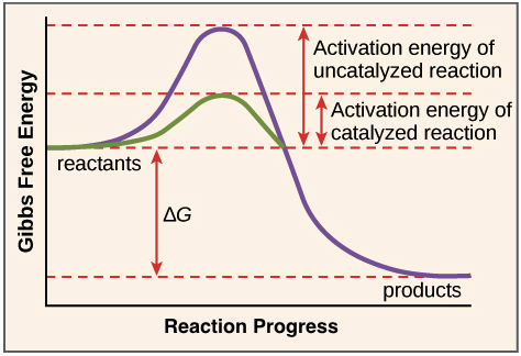 <p>-energy required to allow a reaction to proceed</p><p>-enzymes lower activation energy by stabilizing the transition state and bringing reactants closer together.</p>