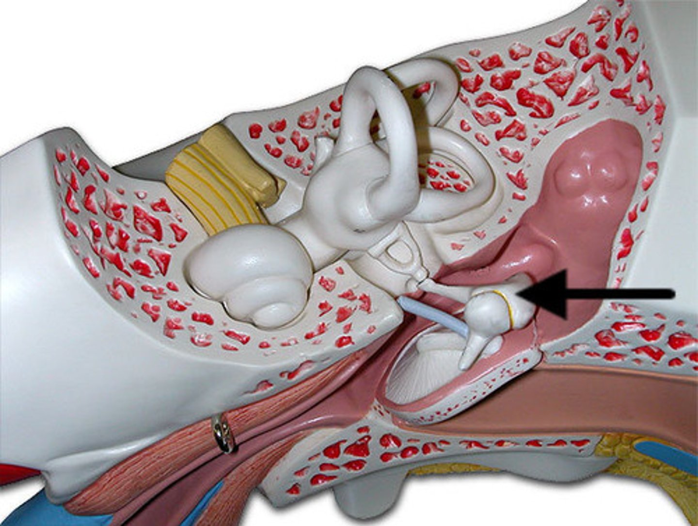 <p>anvil; middle of the three auditory ossicles of the middle ear</p>