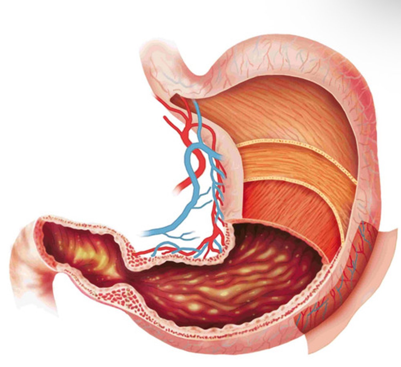 <p>Digestion that occurs outside body cells, in a pouch or tube enclosed within the body.</p>
