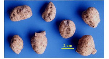 <p>Tam thất gừng </p><p>(Khương tam thất)</p>