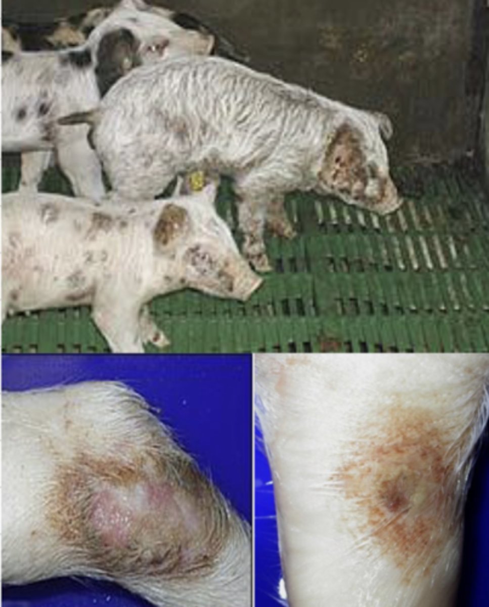 <p>what is this disease? it is caused by which bacteria?</p>