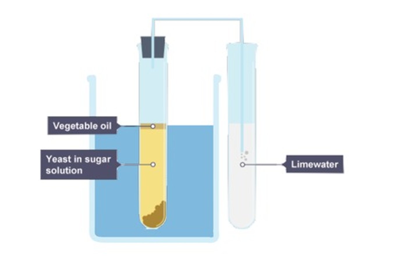 <p>Adding an oil layer will prevent a solution of yeast obtaining oxygen from the air</p>