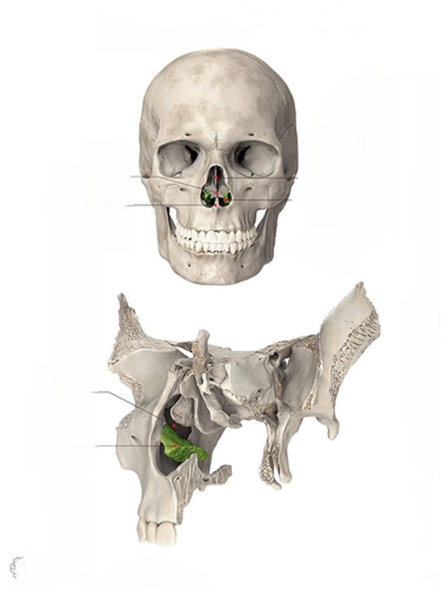 <p>bones on the inferior lateral sides of the nasal cavity</p>