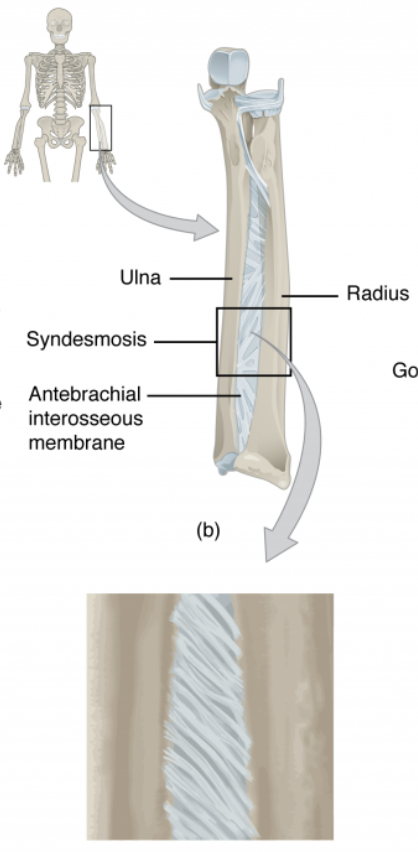 <p>Ligaments (fibrous tissue). It consists of the radius, ulna, tibia, and fibula. </p>