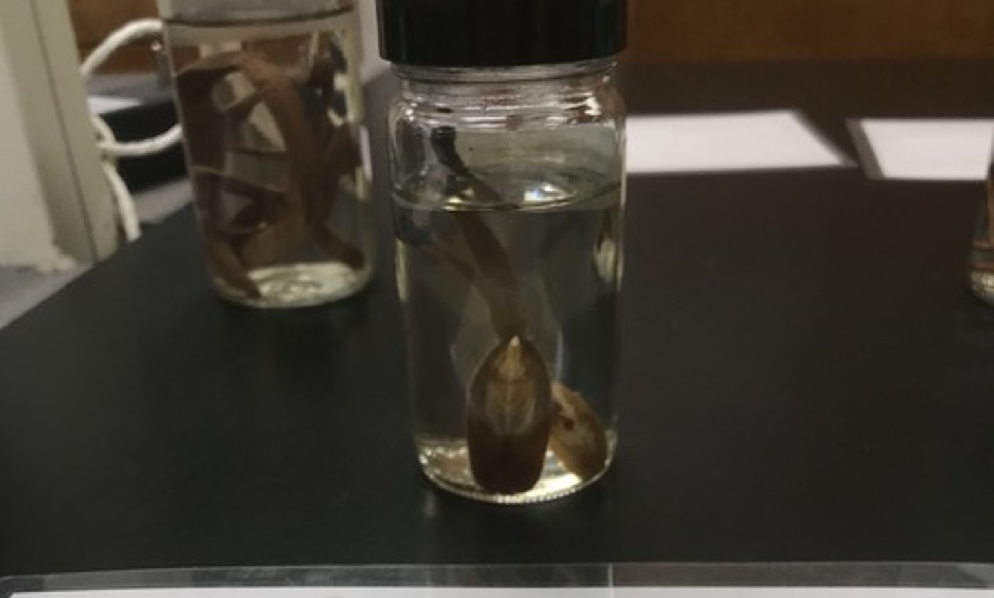 <p>For the following specimen(s), give the entire taxonomy and the name of the specimen(s)</p>