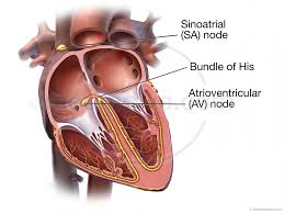 <p>carries the electrical signal from the AV node to the ventricles and helps them contract</p>