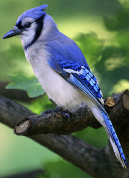 <p>what is this bird </p>