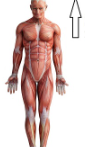 <p>Upper part of body structure</p>