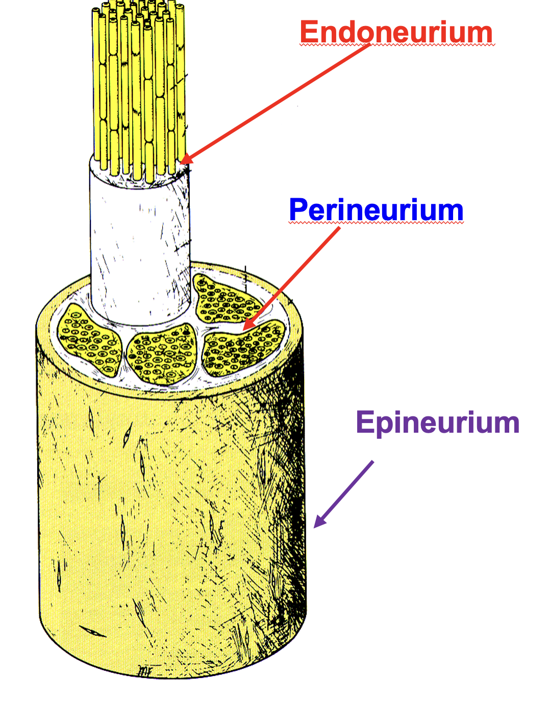 <p>all bundles are enclosed by common thick external connective sheath </p>
