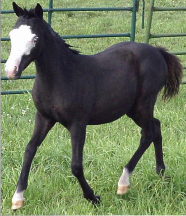 <p>What would this be for face and feet markings</p>