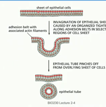 <ul><li><p>form endoderm</p></li><li><p>sheet of tight cells curls in to form pouch/cavity</p><ul><li><p>elongation of mictrotubules in sheet of ep cells → invagination by adhesion belt tightening in select areas<br>*req actin, cell adhesion</p></li></ul></li></ul><p></p>