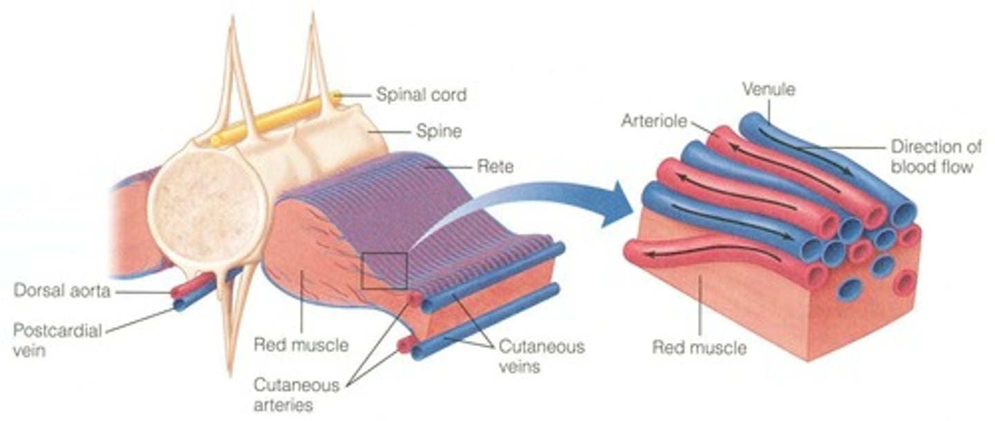 <p>Incoming cold arterial blood is warmed by outgoing warm venous blood due to the parallel, close proximity of the vessels.</p>
