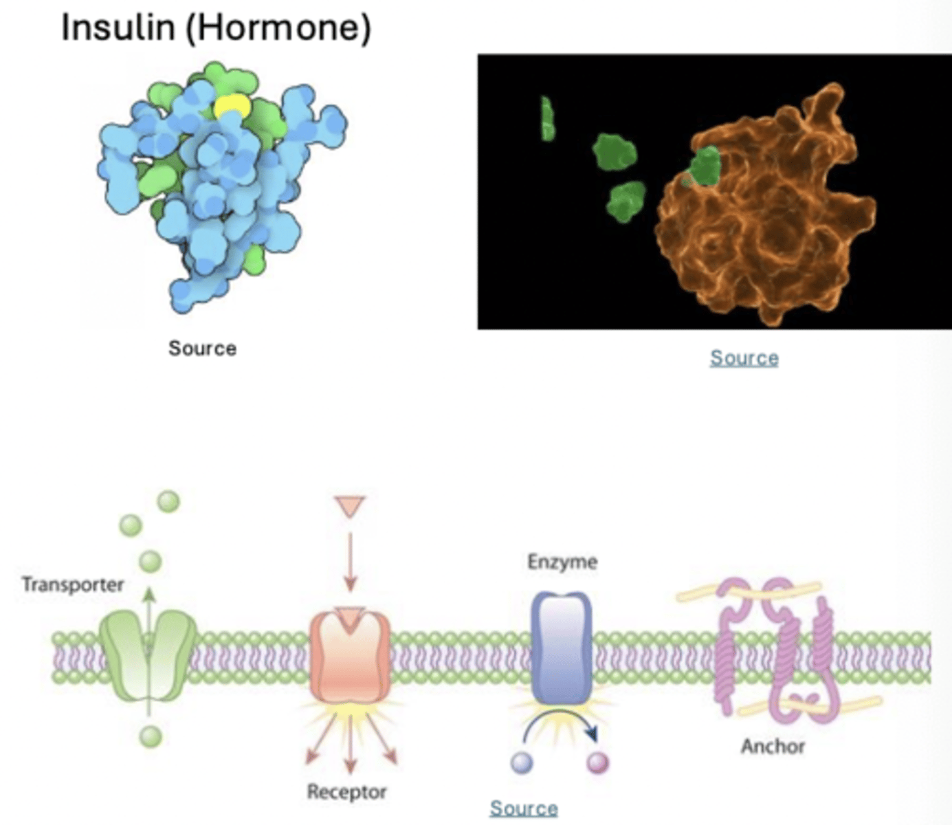 <p>serve as signaling molecules, transporters and receptors</p><p>Serve as enzyme catalysts; enhancing rate of chemical reactions</p><p>Maintain cell shape/provide structural support</p>