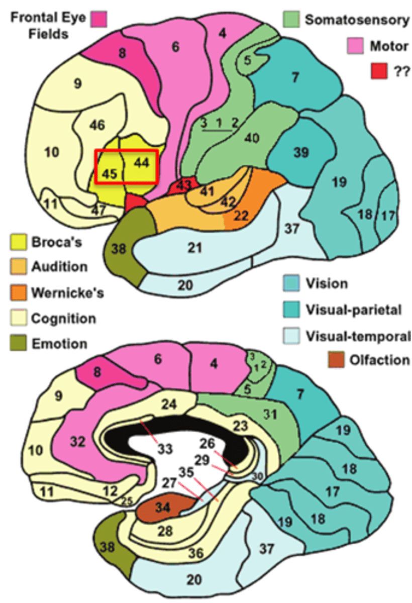 <p>area 44 and 45</p>