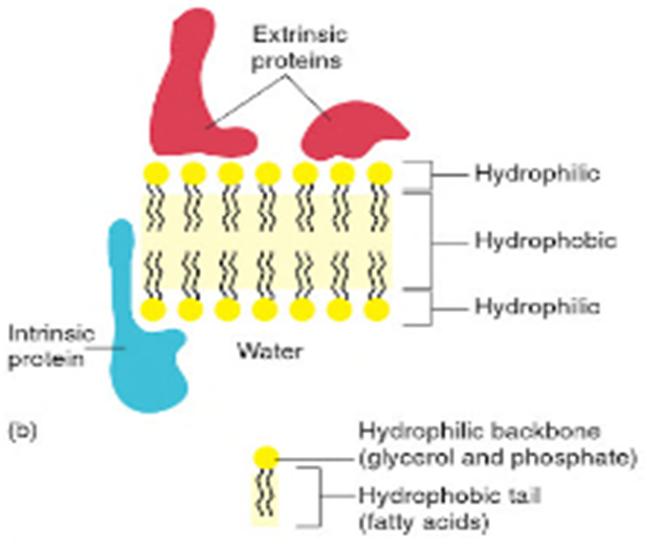 * Lipid bilaver
* Phospholipid molecules
* Proteins