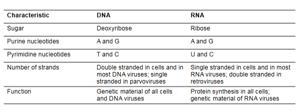 <p>DNA:</p><ul><li><p>inheritance and genome stability</p></li><li><p>long-term genetic storage</p></li><li><p>deoxyribose sugar </p></li><li><p>contains thymine</p></li><li><p>antiparallel, complementary, 2 strands, stable (H on 2nd carbon)</p></li></ul><p>RNA:</p><ul><li><p>protein synthesis, regulation, catalysis</p></li><li><p>assists with gene expression, protein building, and sometimes acts as an enzyme</p></li><li><p>ribose sugar</p></li><li><p>contains uracil</p></li><li><p>more reactive (OH on 2nd carbon), one strand</p></li></ul><p></p>