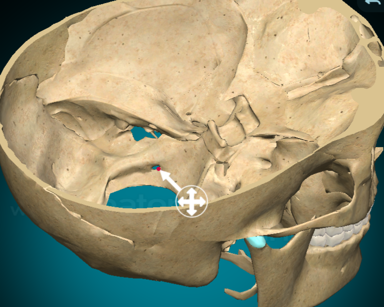 <p>Hypoglossal canal</p>