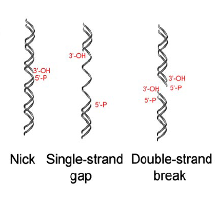 <p>Large scale mutations are the end result of _________DSB coupled with a breakdown of cellular_______. Damage that is visible under microscope. _________of entire region of chromosome or_______; part of one chromosome and combine with another </p>