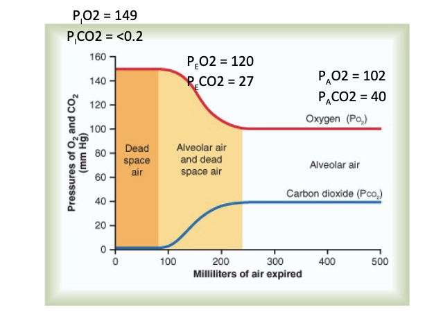 <ul><li><p>Mixing of:</p><ul><li><p>Atmospheric air</p></li><li><p>Dead space air</p></li><li><p>Alveolar air</p></li></ul></li><li><p>Results in:</p><ul><li><p><strong>Fall in PO₂</strong></p></li><li><p><strong>Rise in PCO₂</strong><br>by the time air reaches alveoli.</p></li></ul></li></ul><p>Slide values shown:</p><ul><li><p><strong>P_IO₂ = 149</strong>, <strong>P_ICO₂ < 0.2</strong></p></li><li><p><strong>P_EO₂ = 120</strong>, <strong>P_ECO₂ = 27</strong></p></li><li><p><strong>P_AO₂ = 102</strong>, <strong>P_ACO₂ = 40</strong></p></li></ul><p>JW Hy: </p><p><span><span>Like, you're trying to really get them to get as much air out as they can, and that's what it will take to get these numbers out&nbsp; here ie alveolar air. So, under normal inhalation, exhalation, we're going to see these values ie dead space air and alveolar air + dead space</span></span></p>