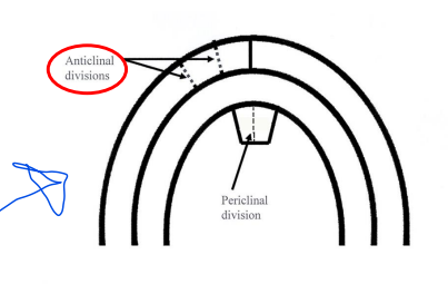 <ul><li><p>cell division perpendicular to surface of a plant organ</p></li><li><p>anticlinal division forms a sheet of cells one layer thick while periclinal division results in plant <strong>girth</strong>!!!!!!!!</p></li></ul>