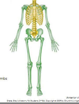 <p>Appendicular Skeleton</p>
