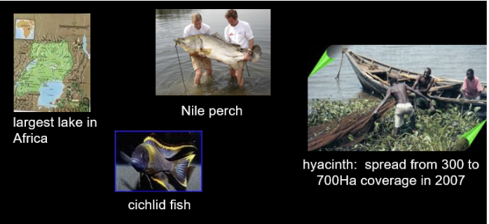<p class="Paragraph SCXW13850748 BCX0" style="text-align: left;"><span style="line-height: 20.925px;"><span>-Lake Victoria, Africa </span></span></p><ul><li><p class="Paragraph SCXW13850748 BCX0" style="text-align: left;"><span style="line-height: 20.925px;"><span>introduced nile perch drove hundreds of cichlid fishes extinct </span></span></p></li></ul><ul><li><p class="Paragraph SCXW13850748 BCX0" style="text-align: left;"><span style="line-height: 20.925px;"><span>current problem with introduced water hyacinth (plant) from S. America </span></span></p></li></ul><p></p>