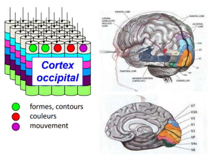 <p>il a un haut degré d’organisation : il s’agit d’une mosaïque de colonnes, chacune spécialisée dans le traitement (en parallèle) d’un aspect particulier de la vision : orientation, couleur, fréquence spatiale,… = chaque colonne traite un élément particulier.</p>