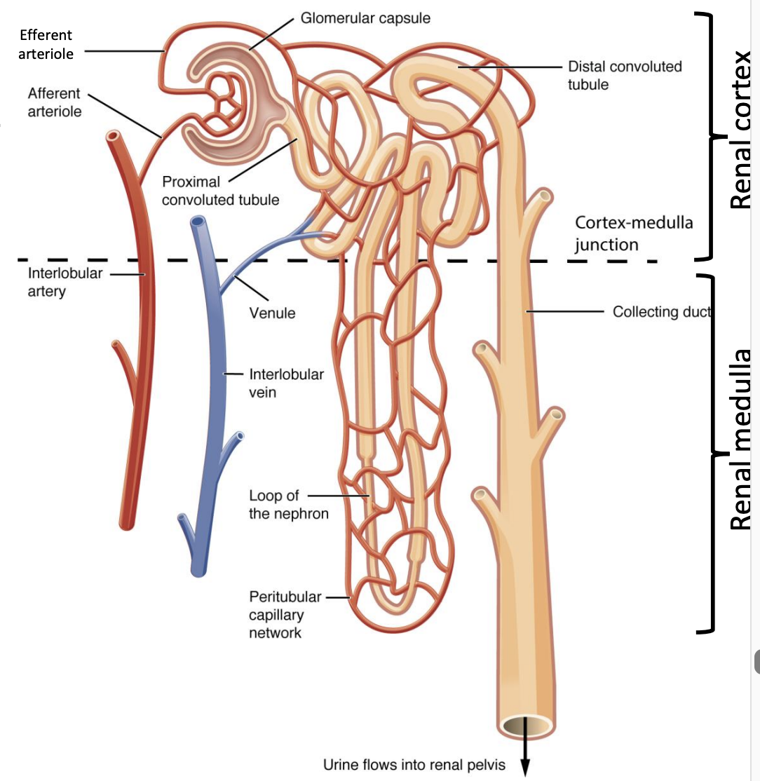 <ul><li><p><span style="color: red"><strong>Renal corpuscle </strong></span></p></li><li><p><span style="color: red"><strong>Proximal convoluted tubule </strong></span></p></li><li><p><span style="color: red"><strong>Loop of Henle </strong></span></p></li><li><p><span style="color: red"><strong>Distal convoluted tubule </strong></span></p></li></ul><p></p>