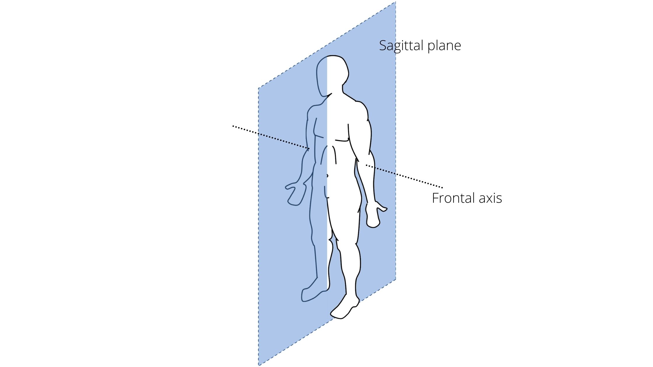 Divides body into left and right