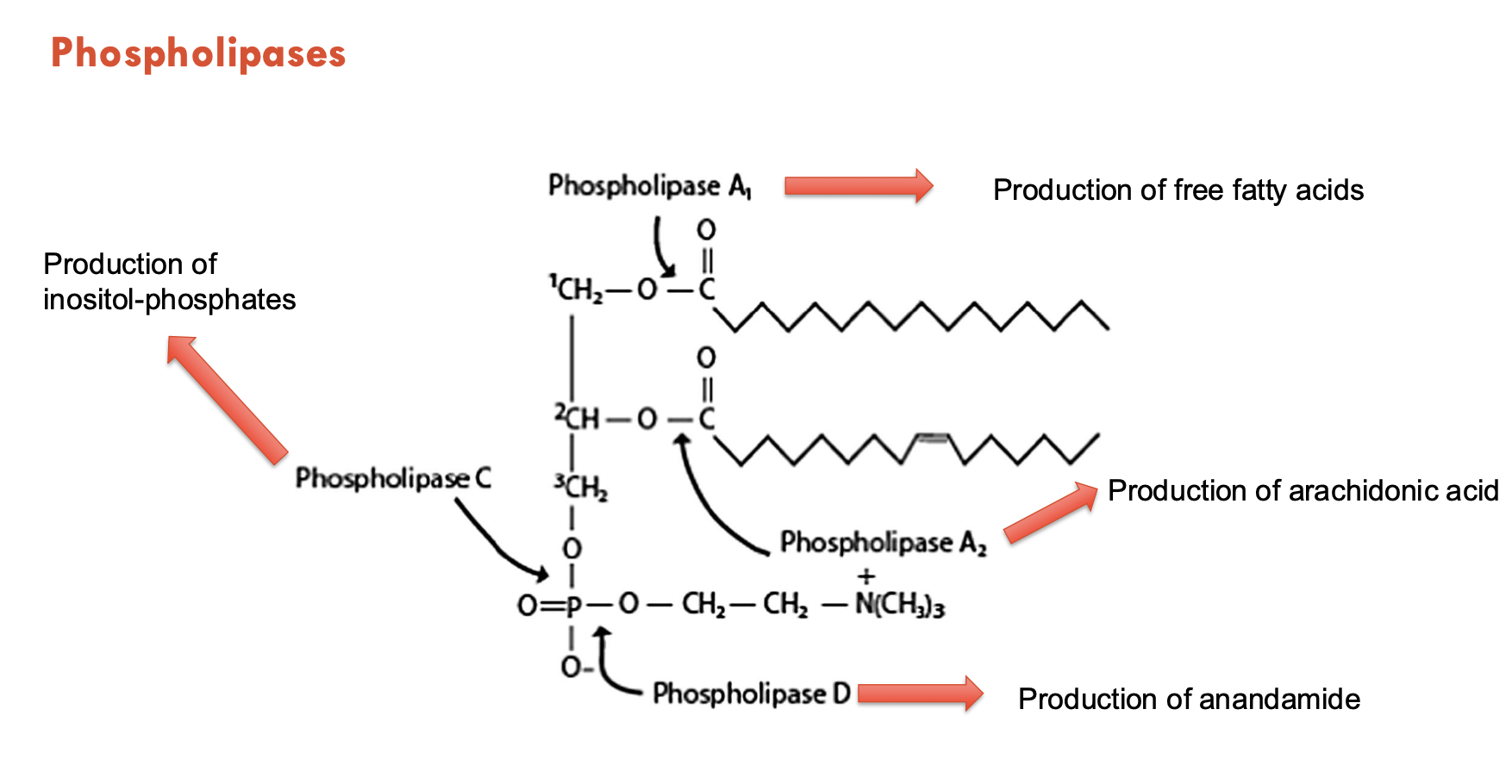 <p>Through <strong>phospholipases.</strong></p><p>A prototypical membrane lipid is composed of a glycerol backbone, lipid tails (in the membrane), and a lipid head group (outside the cell).</p><ul><li><p>Phospholipase A<sub>1</sub> produces → free fatty acids</p></li><li><p>Phospholipase A<sub>2</sub> produces → arachidonic acid</p></li><li><p>Phospholipase C produces → inositol-phosphates</p></li><li><p>Phospholipase D produces → anandamide</p></li></ul><p></p>