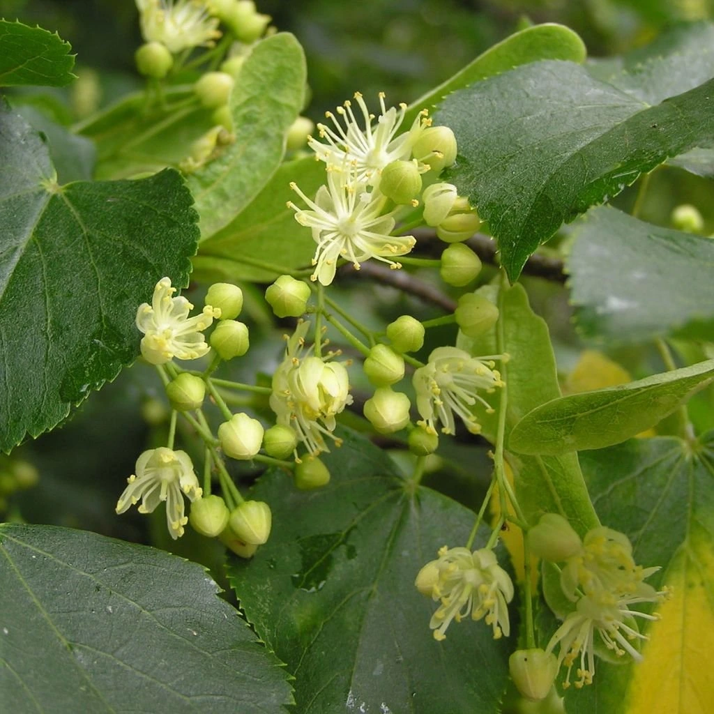 <p>tilia cordata</p>