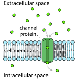 <p>() requires the use of transmembrane proteins of which there are () proteins and () proteins; charged () and () polar molecules use this for diffusion.</p>