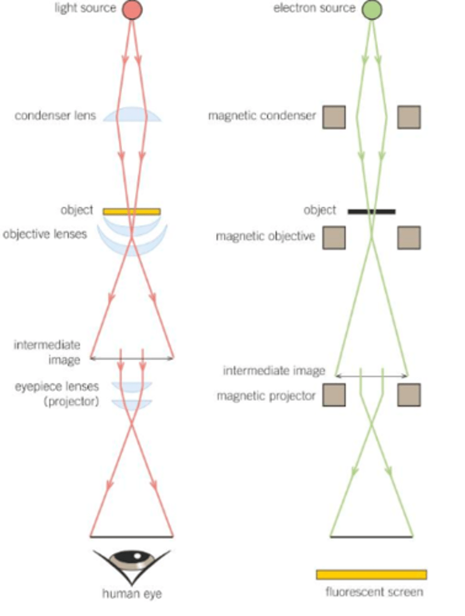 <p>- They use electrons to form an image.<br>- They have a higher magnification &amp; resolution than optical microscopes, so give a more detailed image (and can be used to look at more organelles).<br>- They have a maximum resolution of about 0.0002 μm (about 1000 times higher than optical microscopes); the best modern electron microscopes can resolve objects 0.1 nm apart (2000 times better than a light microscope); the electron beam has a very short wavelength and the microscope can therefore resolve objects well (it has a high resolving power); as electrons are negatively charged the beam can be focused using electromagnets.<br>- The maximum useful magnification of an electron microscope is about x 1,500,00.<br>- Electron microscopes produce black and white images, but these are often coloured by a computer.<br>- Because electrons are absorbed or deflected by the molecules in air, a near-vaccum has to be created within the chamber of an electron microscope for it to work effectively.<br>- There are two types of electron microscopes: Transmission Electron Microscopes (TEMs) and Scanning Electron Microscopes (SEMs).</p>