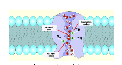 <ul><li><p>common passive transport protein</p></li><li><p><strong>Def:</strong> protein channels allowing water molecules to move in and out of the cell </p></li><li><p>diffusion of water across concentration gradients = osmosis </p></li></ul><p></p>