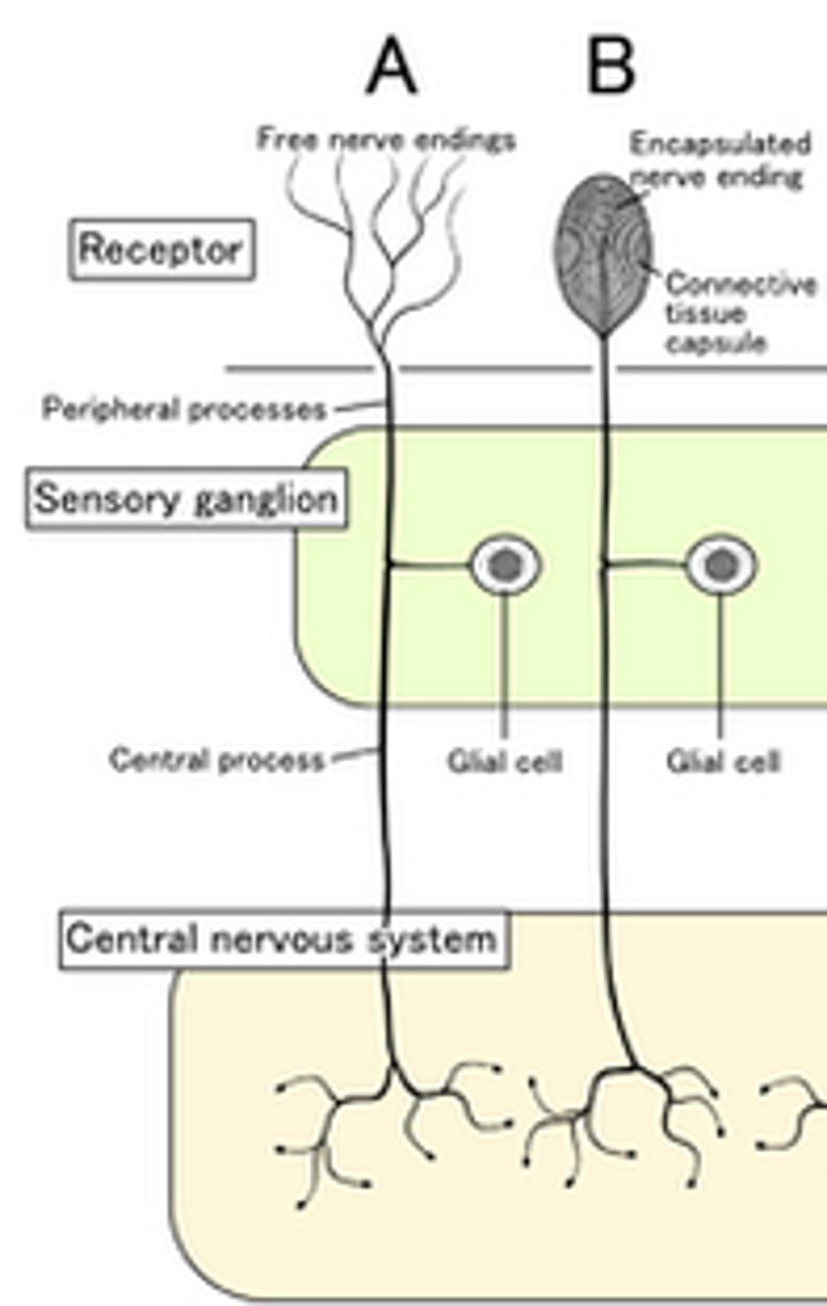<p>Nerve cells end in enclosed capsules of connective tissue.</p>