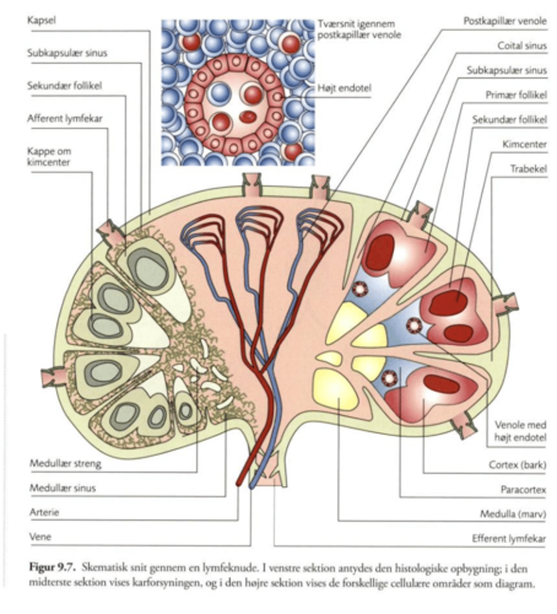 <p>Paracortex</p>