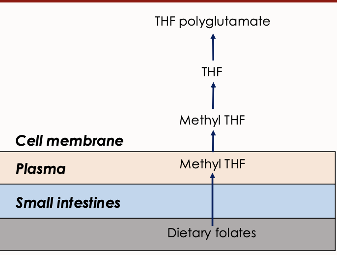 <p>Forms of folate obtained from food, which undergo conversion to active forms during absorption. Dietary folates are converted to methyl tetrahydrofolate (THF) during absorption primarily through the <strong>duodenum and jejunum</strong></p><p>In cell converted to folate polyglutamate </p>