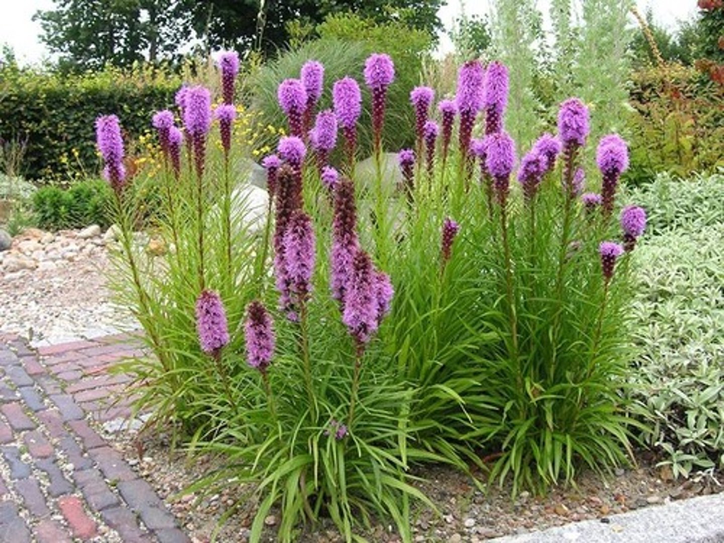 <p>Słońce, rabata, kwiat cięty</p>